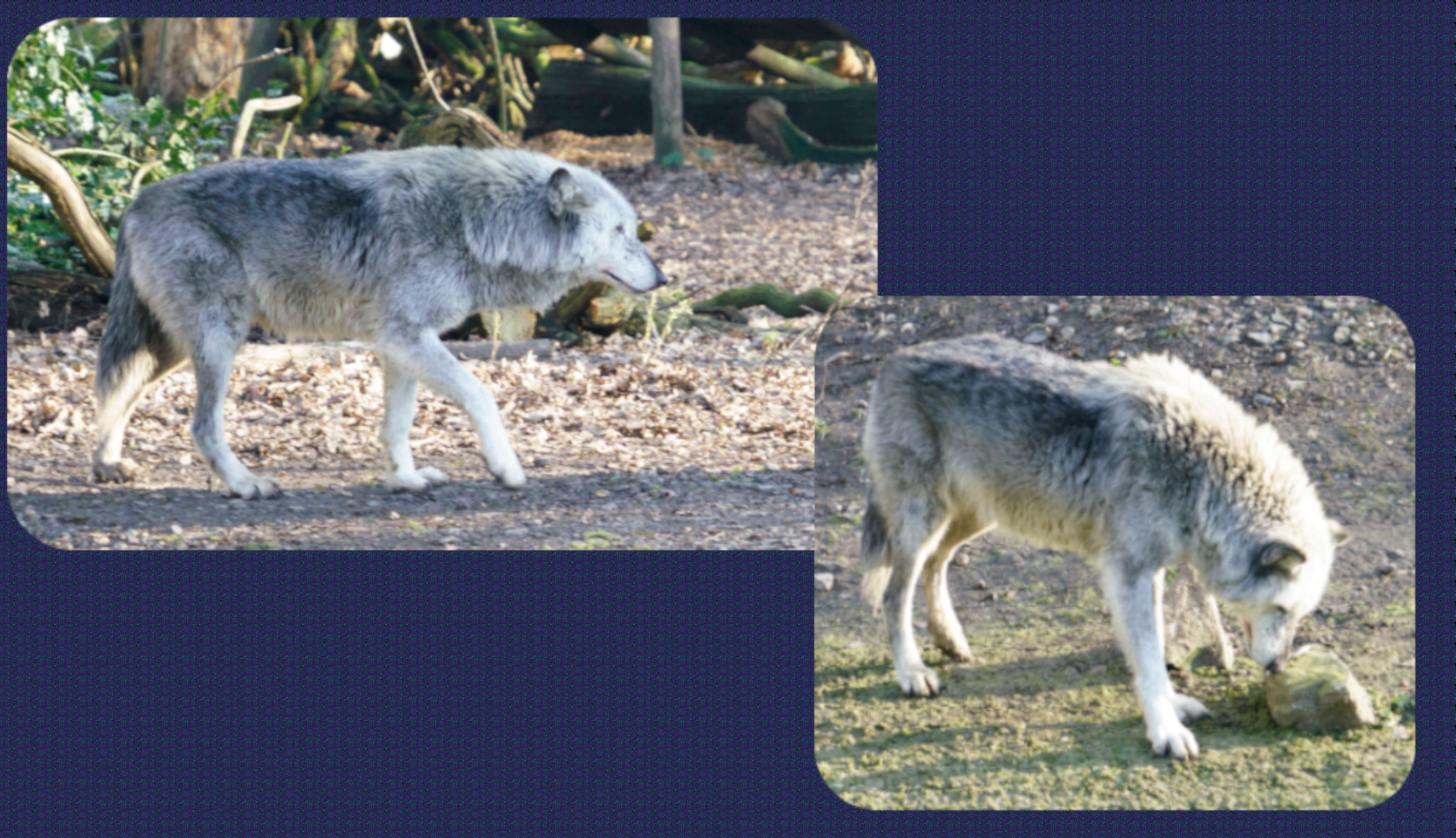 ZOOM Erlebniswelt der Wolf